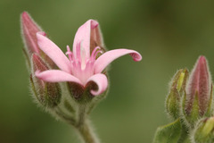 Oxypetalum solanoides