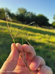 Stipagrostis hirtigluma