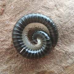 Tachypodoiulus niger