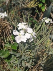 Matthiola incana