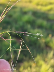 Stipagrostis hirtigluma