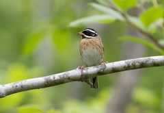 Emberiza tristrami