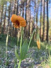 Lilium pardalinum shastense
