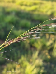 Stipagrostis hirtigluma