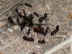 Camponotus sylvaticus