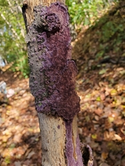 Phlebiopsis crassa