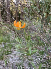 Lilium pardalinum shastense