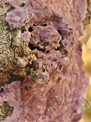 Phlebiopsis crassa