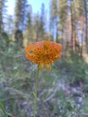Lilium pardalinum shastense