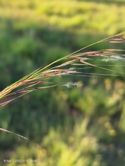 Stipagrostis hirtigluma
