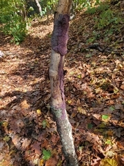 Phlebiopsis crassa