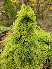 Thamnobryum alopecurum