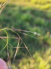 Stipagrostis hirtigluma