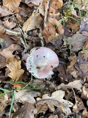 Russula