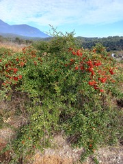 Pyracantha fortuneana