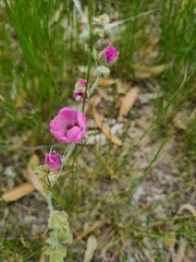 Sphaeralcea mendocina