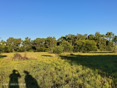 Stipagrostis hirtigluma