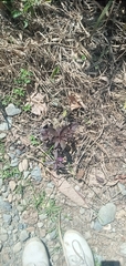 Coleus scutellarioides