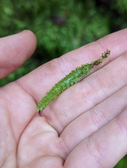 Plagiothecium undulatum