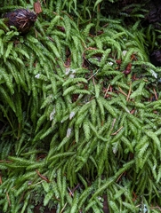 Plagiothecium undulatum