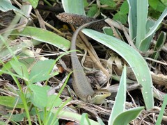 Trachylepis maculilabris