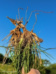 Stipagrostis hirtigluma