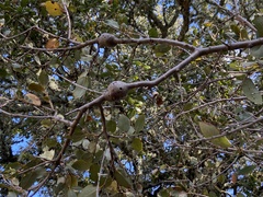 Callirhytis quercussuttoni