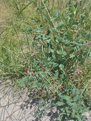 Macroptilium lathyroides