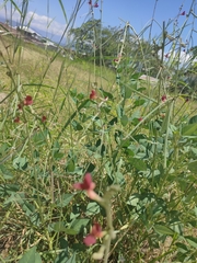 Macroptilium lathyroides
