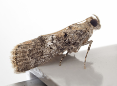 Pococera asperatella