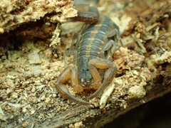 Centruroides hentzi