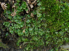 Marchantia polymorpha ruderalis