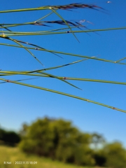 Stipagrostis hirtigluma