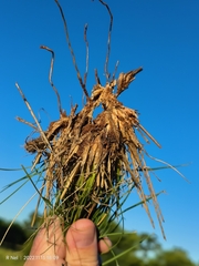 Stipagrostis hirtigluma