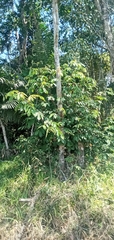 Cecropia obtusifolia