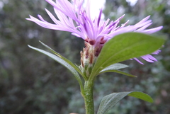 Centaurea emporitana