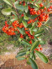 Pyracantha fortuneana