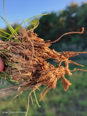 Stipagrostis hirtigluma