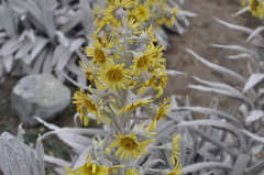 Senecio niveoaureus