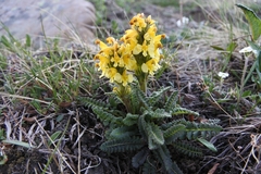 Pedicularis oederi