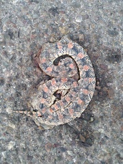 Rhinocheilus lecontei