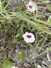 Ipomoea amnicola
