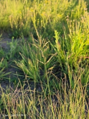 Eragrostis chloromelas