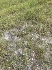 Ipomoea amnicola