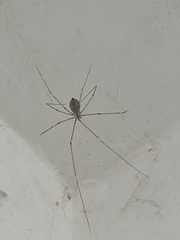 Crossopriza