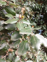 Quercus ilex