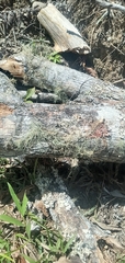 Cladonia leporina