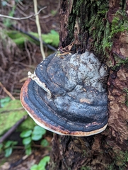 Fomitopsis mounceae