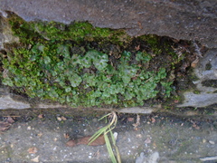 Marchantia polymorpha ruderalis