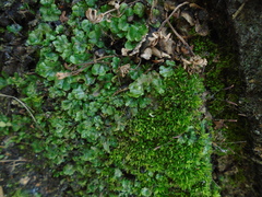 Marchantia polymorpha ruderalis